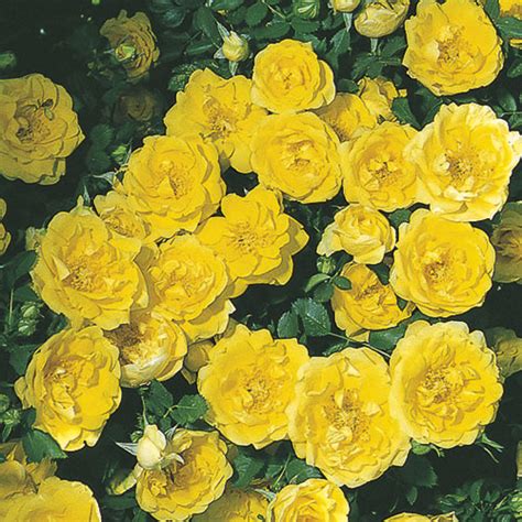 Persian Yellow Foetida Rose