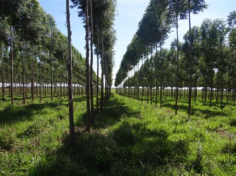 Paraguay exportará madera de plantaciones forestales provenientes de