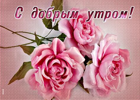 otkrytka dobroe utro  rozovymi rozami skachat besplatno na otkritkiokru