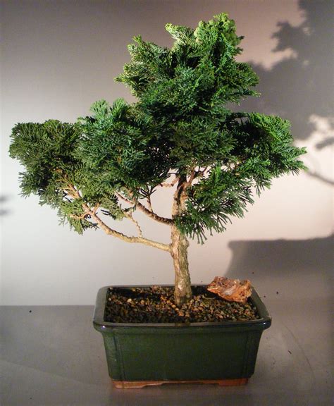 Dwarf Hinoki Cypress Bonsai Tree Chamecyparis Gracillis