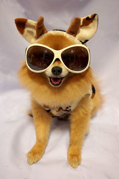 650+ Pomeranian Costumes Stock Photos, Pictures & Royalty-Free Images ...