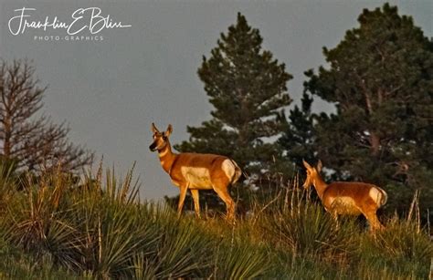 When Pronghorn Scurry Away Bliss Photographics Pronghorn