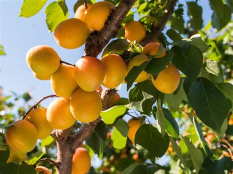 14 Dwarf Fruit Trees To Create A Mini Orchard On Your Patio