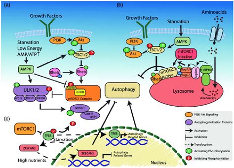 Schematic Depiction Of Major Regulatory Signaling Pathways Of