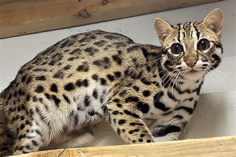 Asian Leopard Cats - WildCat Ridge Sanctuary