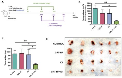 Murine Colon Cancer Cell Line Ct26 ATCC Bioz