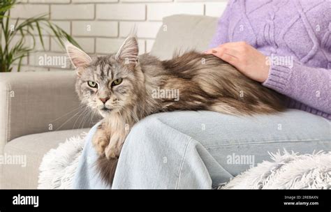 Woman with cute Maine Coon cat sitting on sofa Stock Photo - Alamy