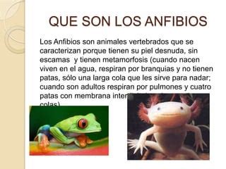 Anfibios Ppt