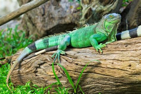 Iguana Verde La Mejor Iguana Como Mascota