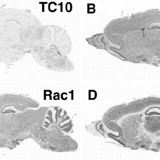 Expression Of Mrna Of Tc A Rhoa B Rac C And Cdc D