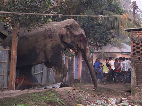 'Scene From Jumanji': Netizens Escape Attack by Angry Elephant on Rampage - 10.03.2023, Sputnik ...