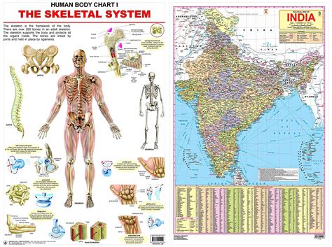 Buy The Skeletal System Wall Chart Human Body Chart Both Side Hard Laminated Size 48 X 73