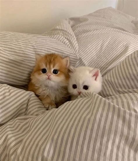 Two Small Kittens Sitting On Top Of A Bed Covered In Sheets And Pillows