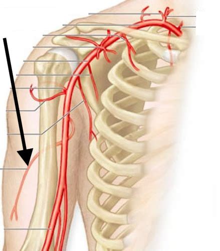 Upper Limb Neurovasculature Flashcards Quizlet