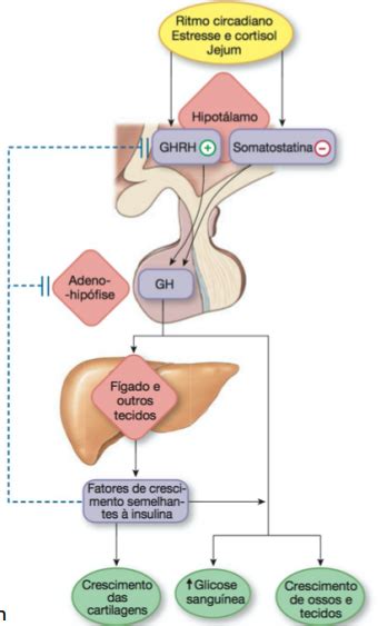 HORMÔNIO DO CRESCIMENTO GH Sistema Endócrino