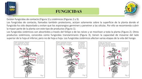 Fungicidas Que Se Debe Aplicar En Los Cultivos Ppt