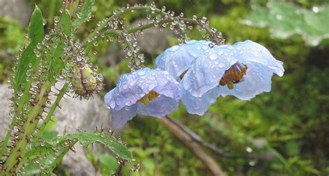 Admin Proposes Shukpa And Tsersnon As State Tree Flower Of Ladakh