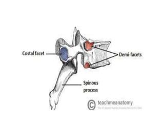 Biomechanics Of Thoracic Spine Ppt Ppt