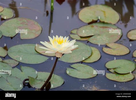 Water Lily White Nymphaea Alba Floating Water Plant Flower Whitish