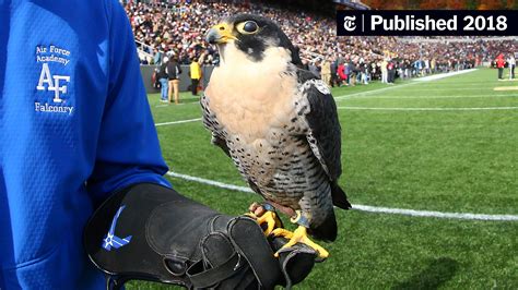 Air Force Mascot, a Falcon, Is Injured by West Point Cadets During ...