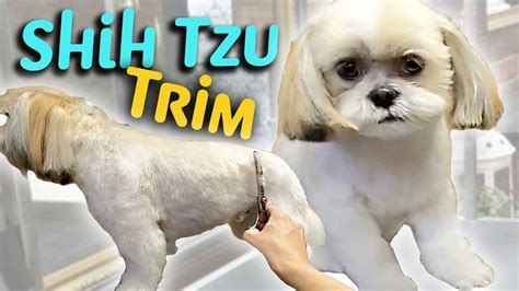 NEW Way To GROOM Your SHIH TZU STEP By STEP INSTRUCTIONS YouTube