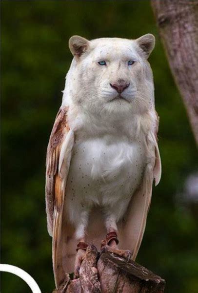 30 Weird And Wonderful Animal Hybrids