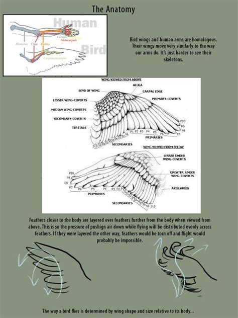 17 Best images about Anatomy: Wings on Pinterest | Muscle, Anatomy and Note