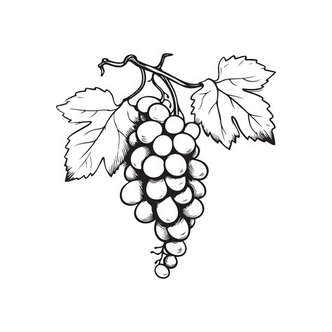 Grapes Vector Images, Art, Illustration 36585251 Vector Art at Vecteezy