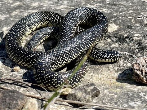 Herping Highlights In Palawan Philippines Rherpetology