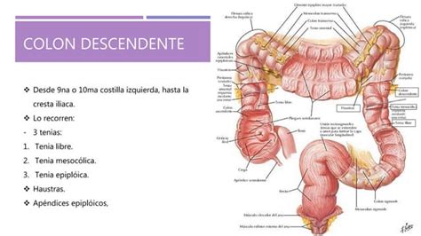 Recto Y Canal Anal Ppt