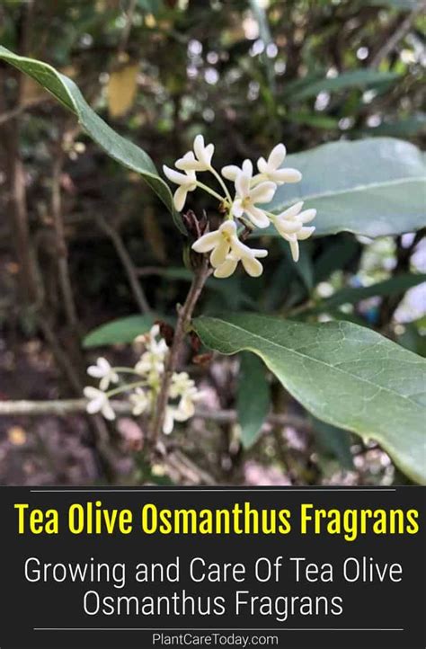 Osmanthus Fragrans Growing and Care Guide