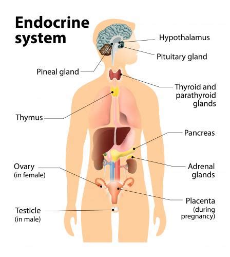 T C Marsh Preparatory Academy 6th Grade Science Nervous And Endocrine Systems