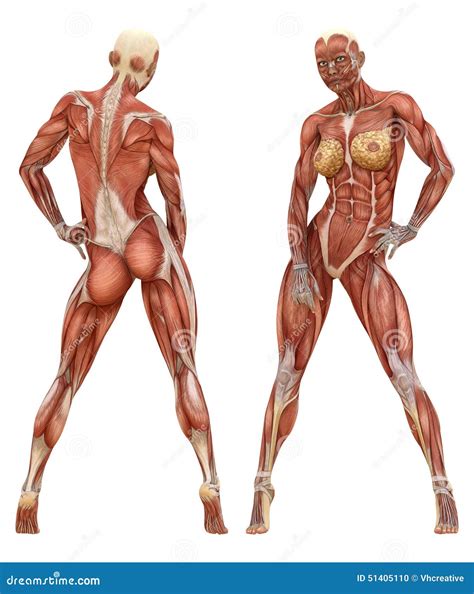 Anatomía Muscular Femenina Del Sistema Foto de archivo Imagen 51405110