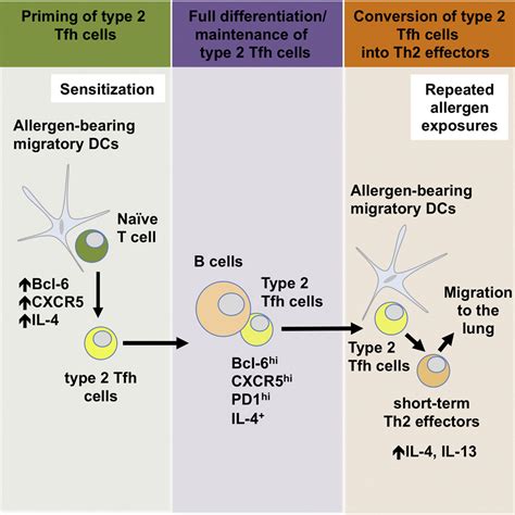 T Follicular Helper Cell Plasticity Shapes Pathogenic T Helper 2 Cell