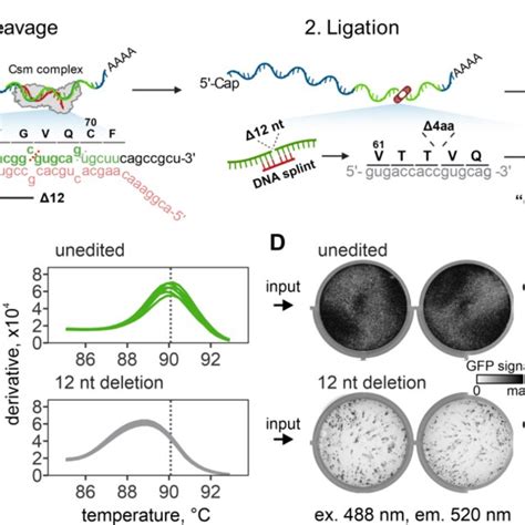 Programmed Deletion Of Specific Rna Sequence From The Sinv Gfp Genome Download Scientific