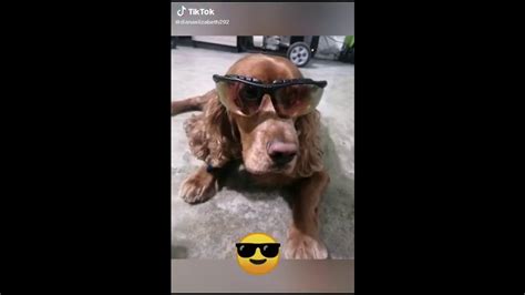 Los Mejores Videos Tik Tok El Perro Feliz The Best Tik Tok Videos The