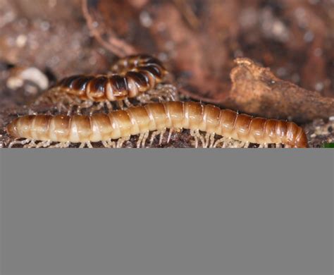 Millipede Oxidus Gracilis BugGuide Net