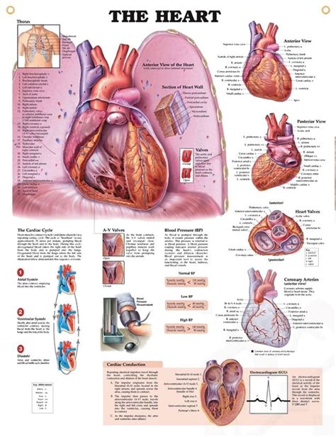 The Heart Anatomy Poster For Medical Office And Classroom Human Heart