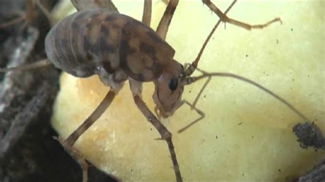 Camel Cricket Feeding Youtube