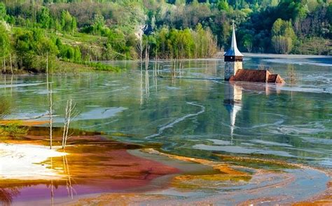 Unbelievable Submerged And Underwater Forests Around The World