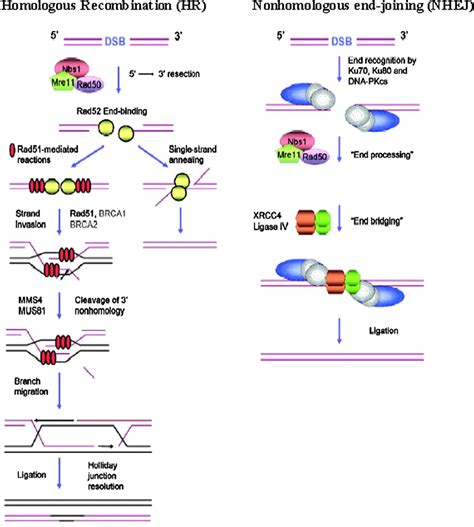 Schematic Representation The Homologous Recombination Hr