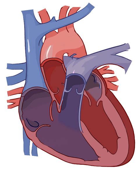 Simple Heart Diagram Labeled / File Diagram Of The Human Heart Catalan Png Wikimedia Commons ...