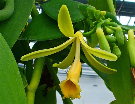 vanilla planifolia (Madagascar Vanilla) live plant | sencirareseedsarea