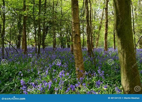 English Bluebell Wood In Spring Stock Image Image Of Bluebell Glade