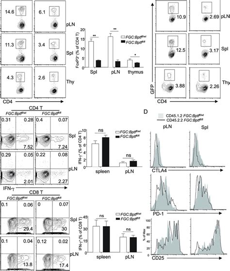 The Effect Of Bptf Deletion On Treg Cells Is Cell Intrinsic Mixed Bm