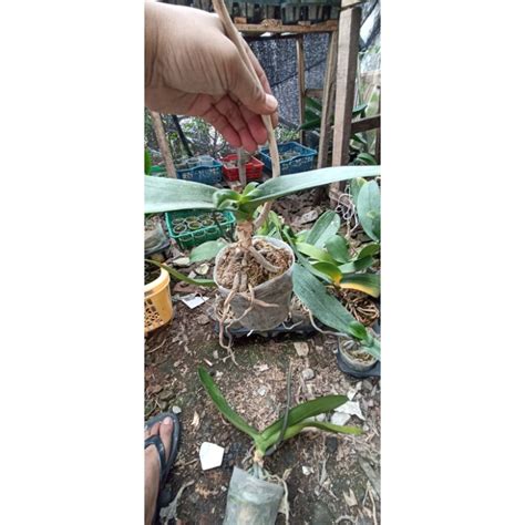 jual anggrek bulan afkir shopee indonesia