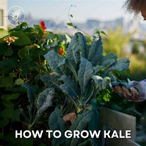 How To Grow Kale Home For The Harvest