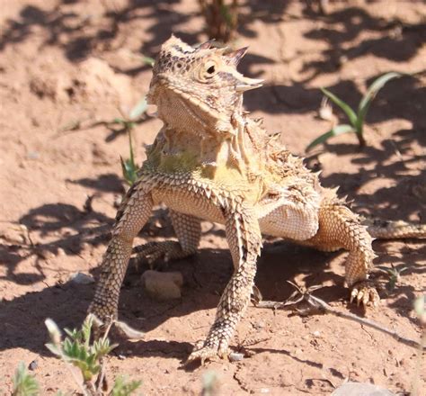 Native Lizards Of Texas Deals