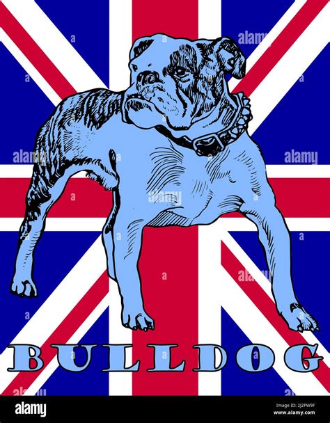 British Bulldog And Union Jack Illustration Stock Photo Alamy