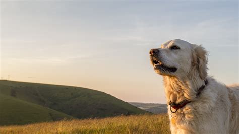 clark animal care